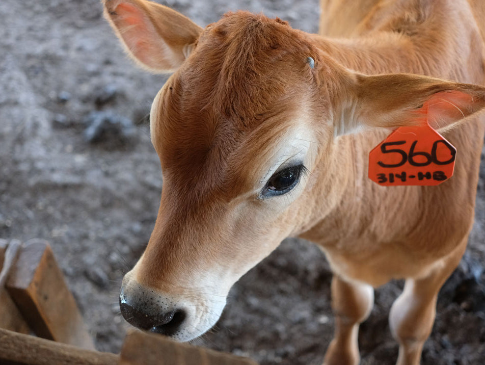 Straight To The Source: Southern Oaks Jersey Farm