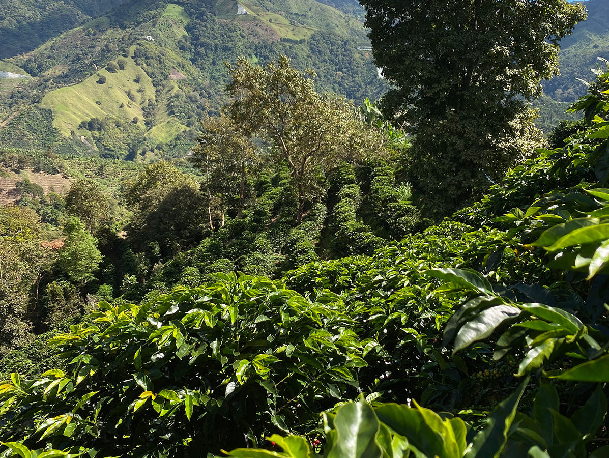 coffee farm terroir guide