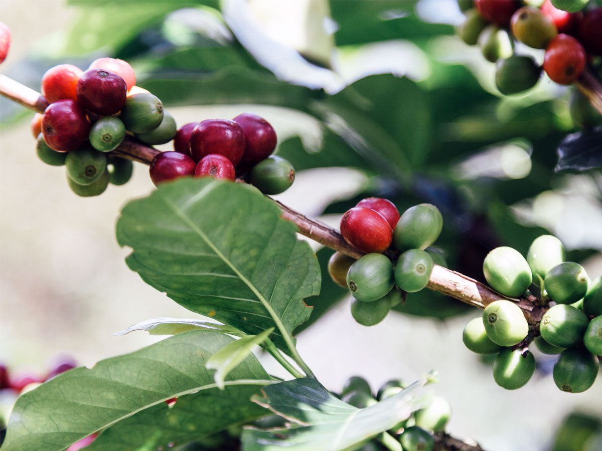 coffee plant with beans