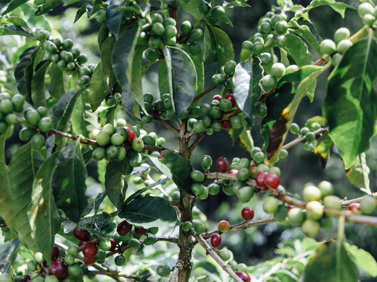 coffee cherries before harvesting