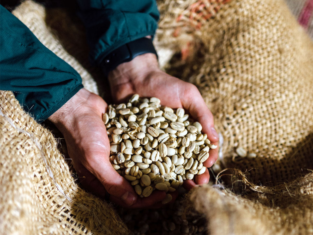 coffee grower holding green coffee beans