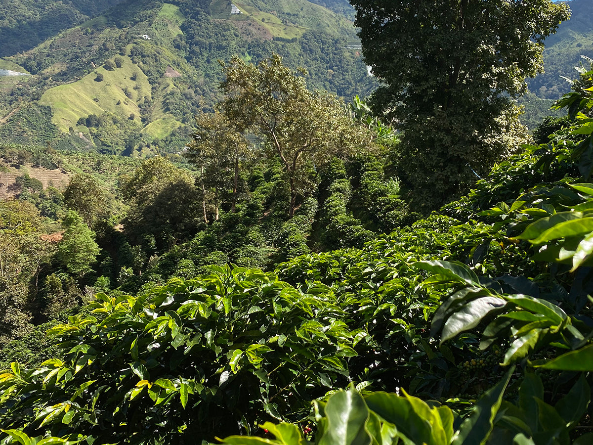 coffee farm terroir guide