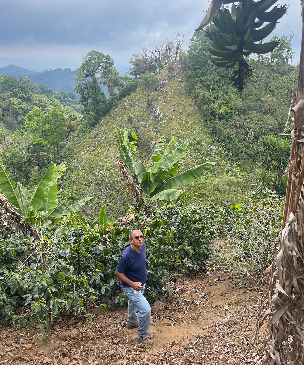 Honduras, Walter Bautista – Methodical Coffee