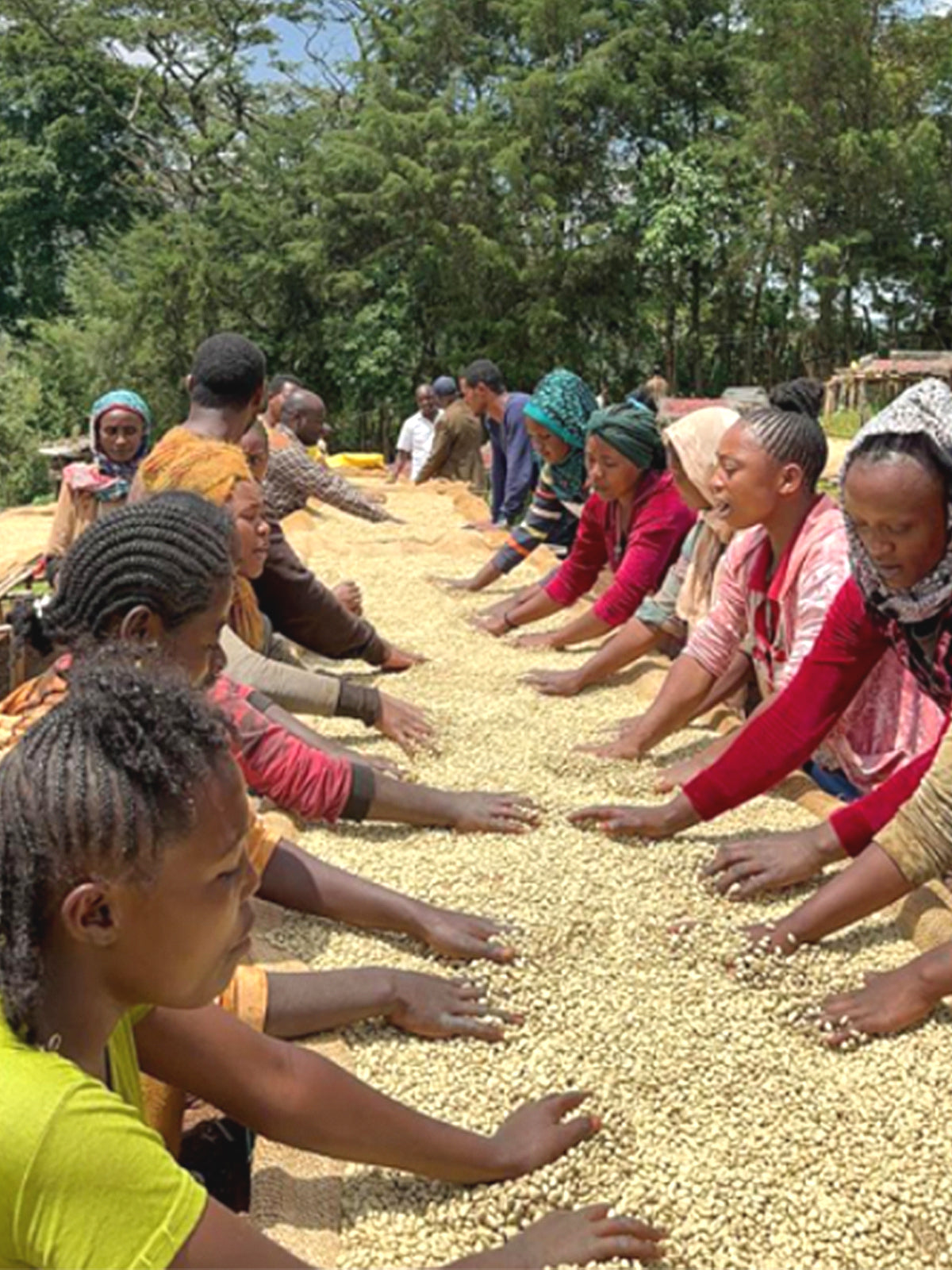 Ethiopia, Origins - Washed