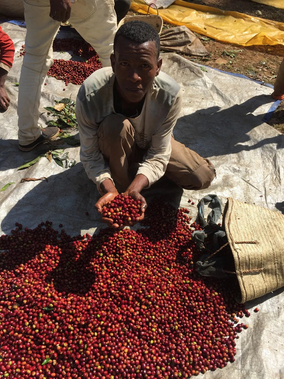 Dose - Ethiopia Abana Estate