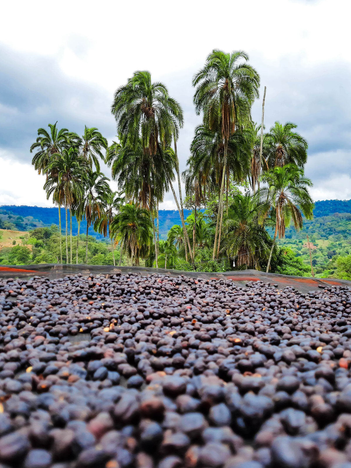 Ethiopia, Guji Uraga