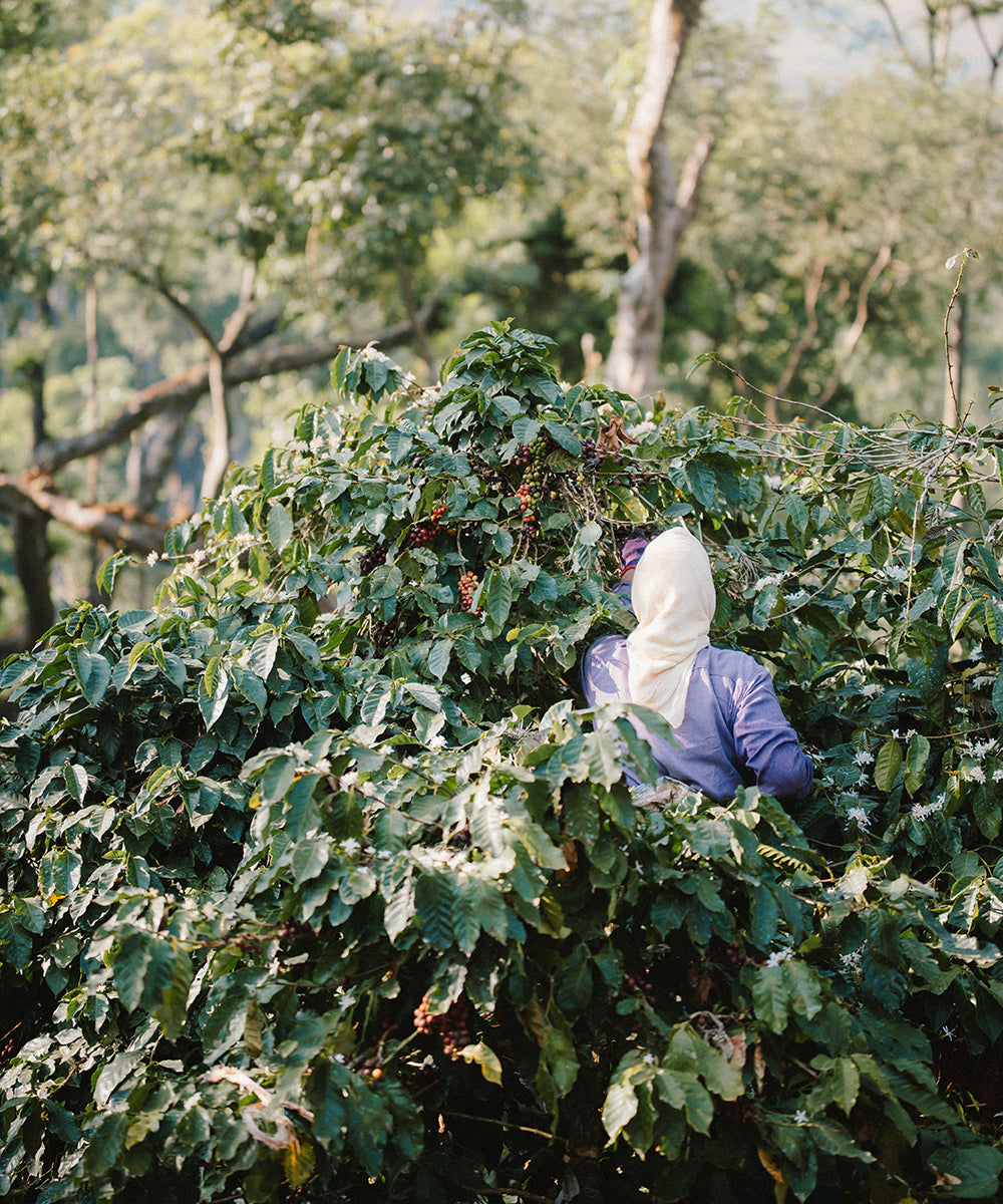 India, Pearl Mountain – Methodical Coffee