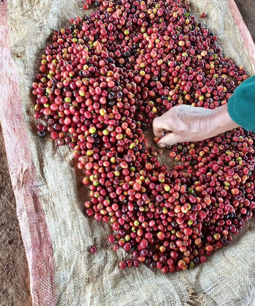 https://methodicalcoffee.com/cdn/shop/files/kenya_74fb5950-d6ed-4121-a727-c5fc63152950.jpg?v=1741801826&width=1000